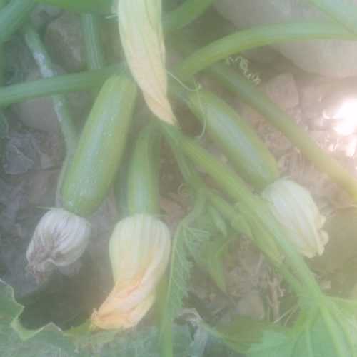 نیازمند ضامن رسمی