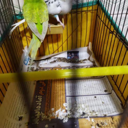 مرغ عشق جفت خورده