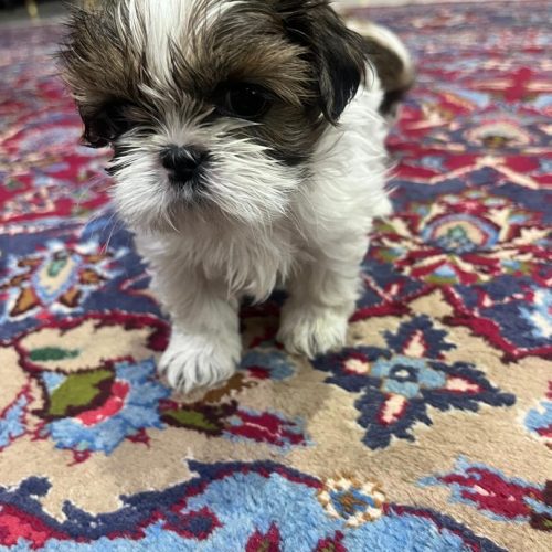 سگ شیتزو سوپر فلت