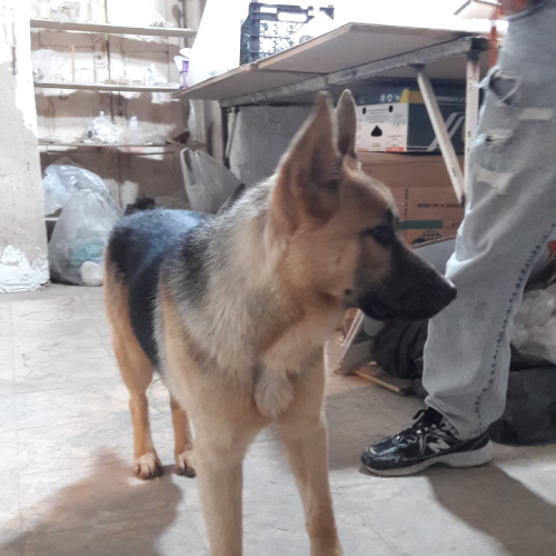 سگ ژرمن