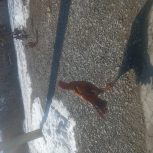 خروس لاری اصیل