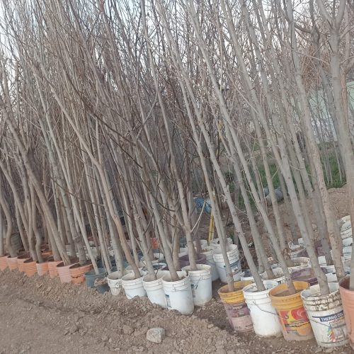 انواع نهال بن دار