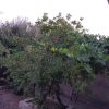 خانه ویلای 235 دو خوابه
