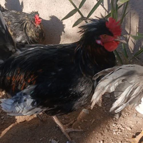 فروش 10 خروس مرندی و کاکولی
