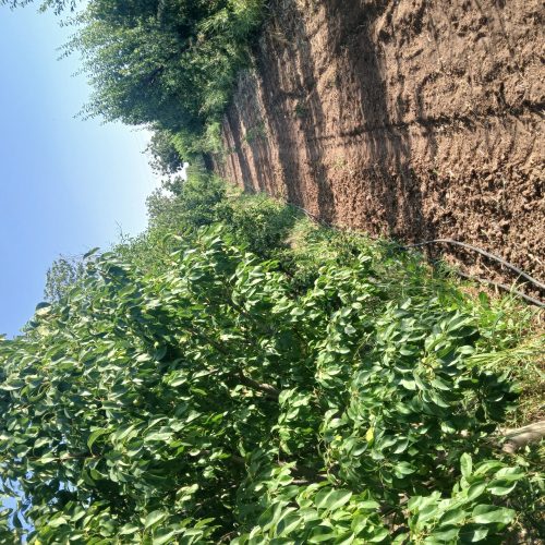 باغ میوه یک هکتار