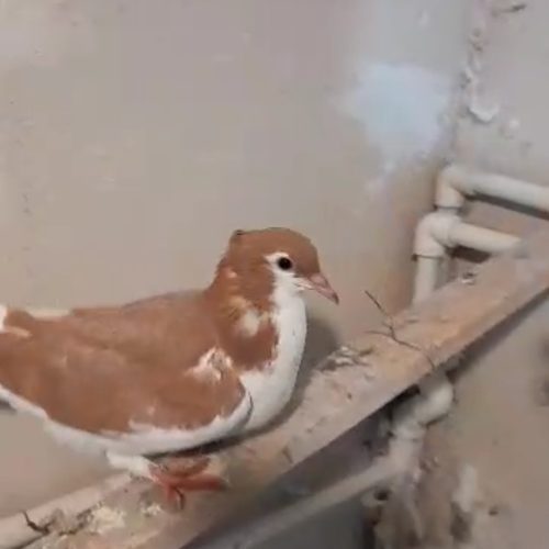 ساده هفترنگ کاکلی و خال زرد کاکلی