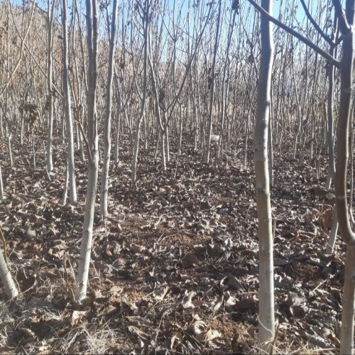 فروش نهال گردو سه ساله