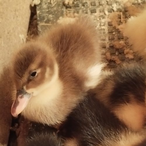 جوجه اردک پکنی نژاد آنکونا شهر سرخس