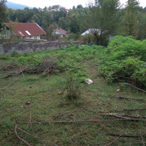 زمین در طبیعت و اطراف زمین جنگل سیاهکل