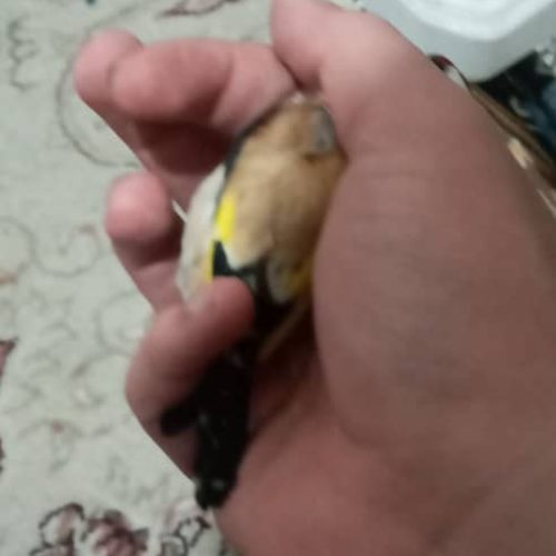 خ ریدار این نوع سهره