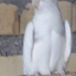 عروس هلندی البنیو