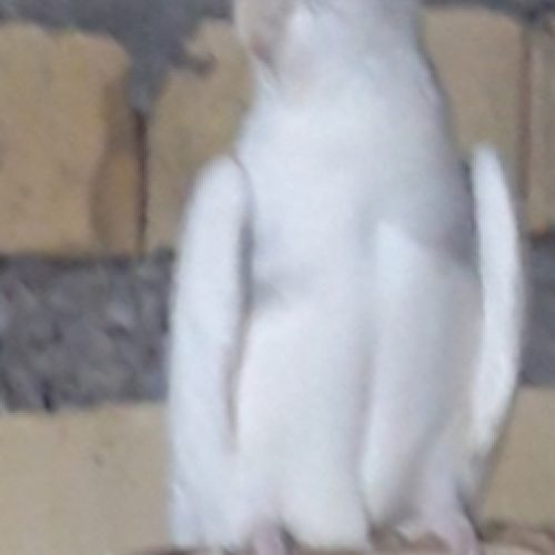 عروس هلندی البنیو