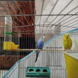 یک جفت مرغ عشق صحیح و سالم