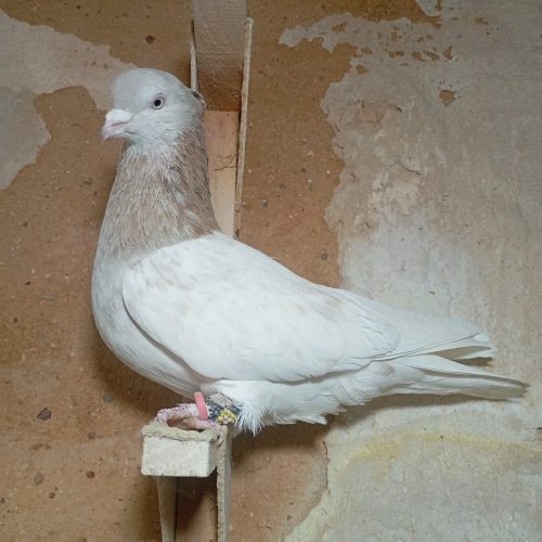 کفتر