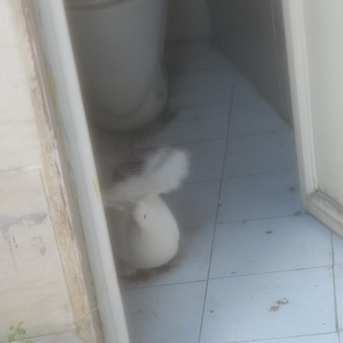 کبوتر