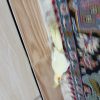 عروس هلندی