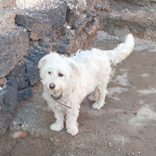 واگذاری سگ‌‌خانگی‌بسیار‌باادب