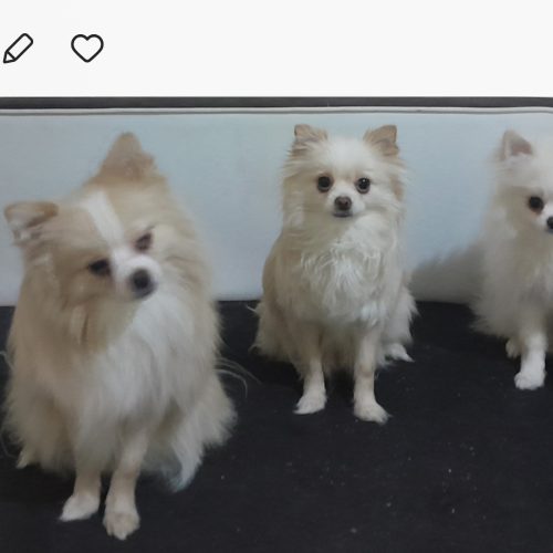 واگزاری سگ بامر