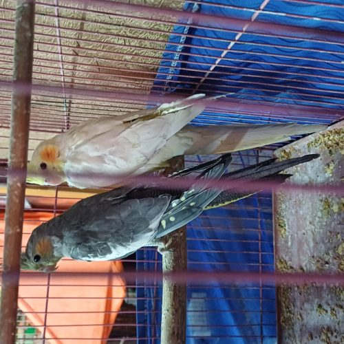 چند جفت طوطی برزیلی مرغ عشق عروس دستی