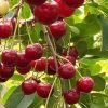 مزرعه هشت هزارمتری(باغ)