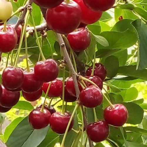 مزرعه هشت هزارمتری(باغ)