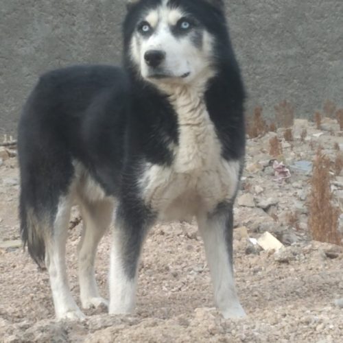 سگ هاسکی جوان، پر تحرک، و چشم یخی