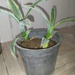 گل گاو ابلغ