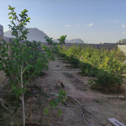 فروش باغ اناری 500متری