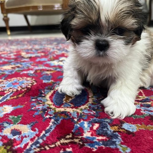 سگ شیتزو سوپر فلت