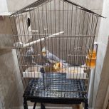 عروس هلندی جفت