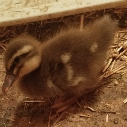 جوجه اردک پکنی نژاد آنکونا شهر سرخس