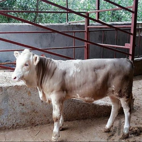 فروش انواع گوساله های نروماده پرواری وداشتی