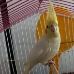 عروس هلندی زعفرونی