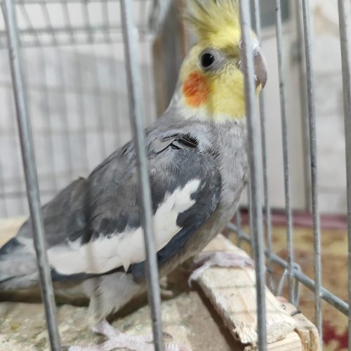 1 جفت عروس هلندی سالم