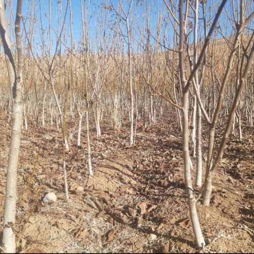 فروش نهال گردو سه ساله