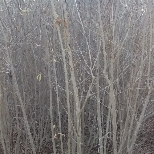 نهال انجیر گلابی انار