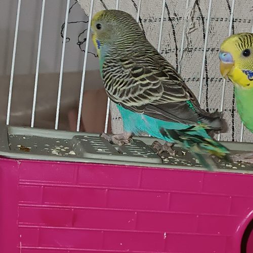 یک جفت مرغ عشق