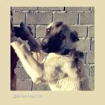 سگ پژدر عراقی ماده 17 ماه