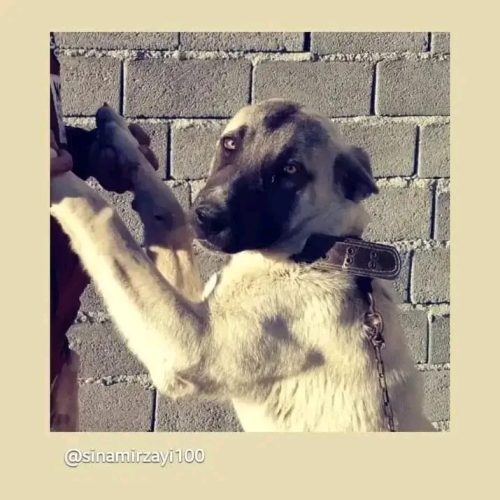 سگ پژدر عراقی ماده 17 ماه