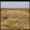 فروش کاه گندم