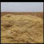 فروش کاه گندم