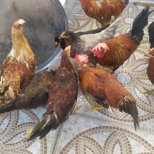 12 عدد مرغ و خروس