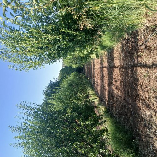 باغ میوه یک هکتار