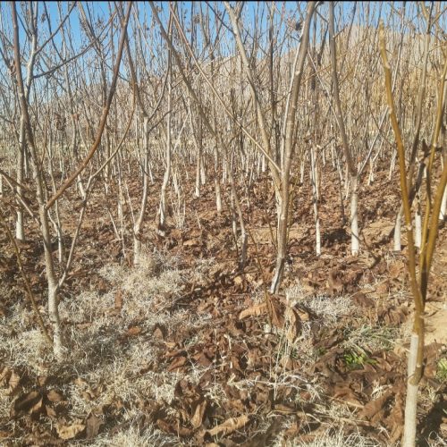 فروش نهال گردو سه ساله