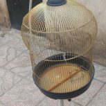 قفس سلطنتی عردس هلندی