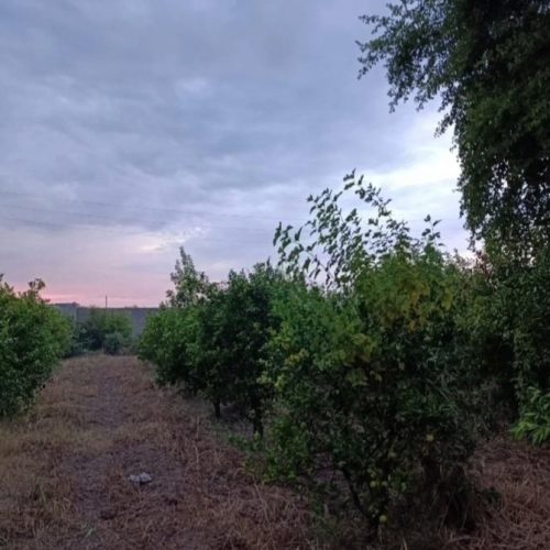 باغچه 800متری