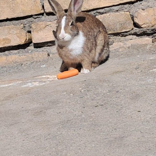 خرگوش ماده سالم وسرحال