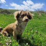 سگ گمشده مژدگانی بالا میدم