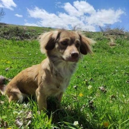 سگ گمشده مژدگانی بالا میدم