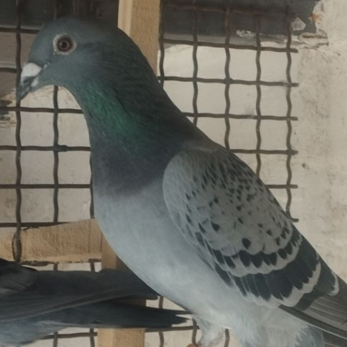 کبوتر پلاکی